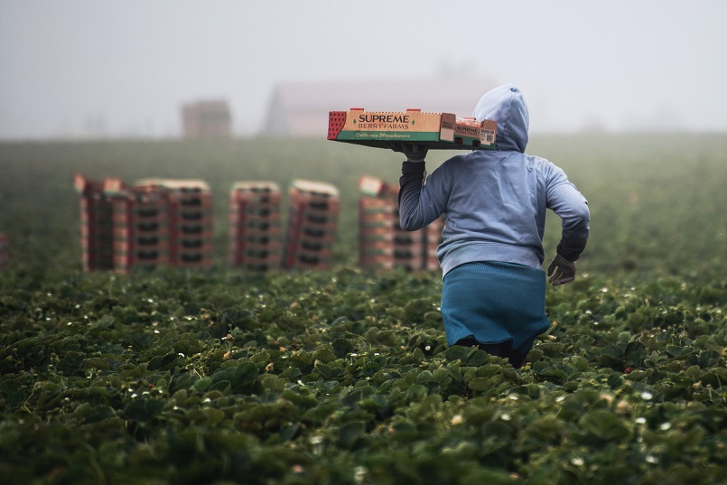 Mr. Wonderful, a green food farm