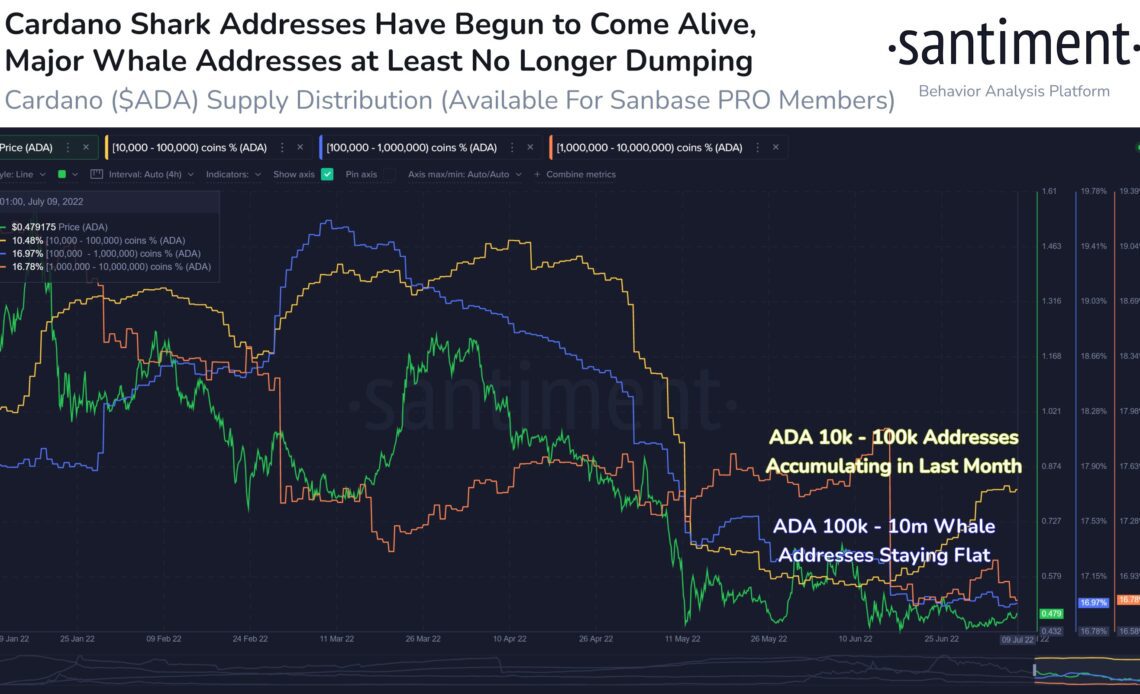 Cardano 'sharks' scoop up 79.1 million ADA ahead of Vasil hard fork