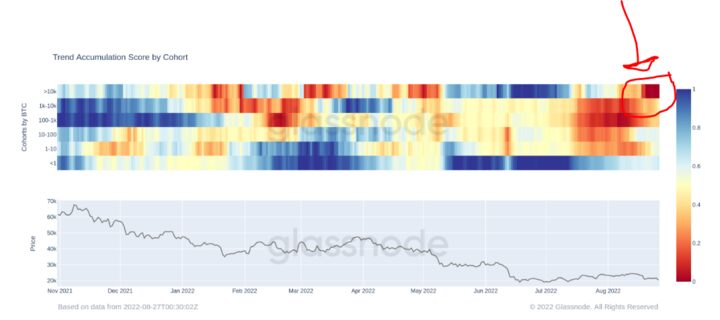 Bitcoin whales are selling their holdings (Source: Glassnode)