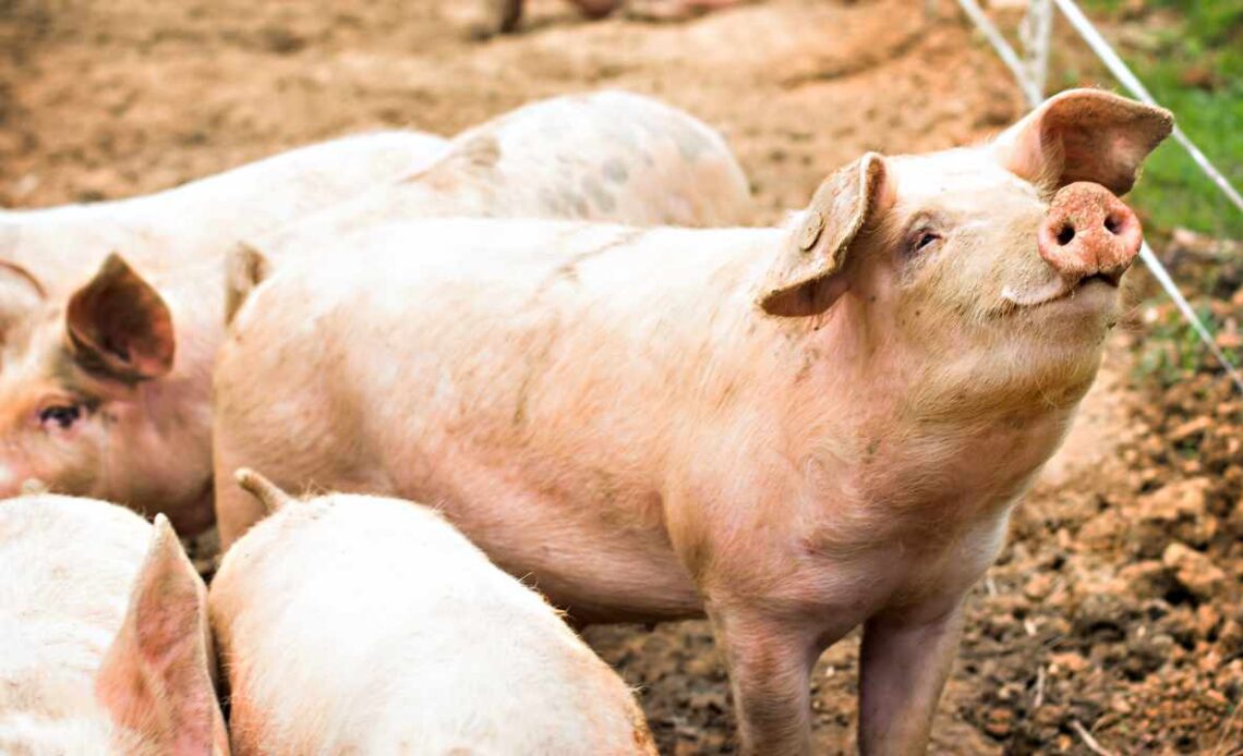 US Authorities Warn of 'Pig Butchering' Crypto Scam Becoming Alarmingly Popular