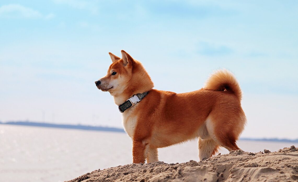 SHIB Inu Rises Despite The Imminent Update