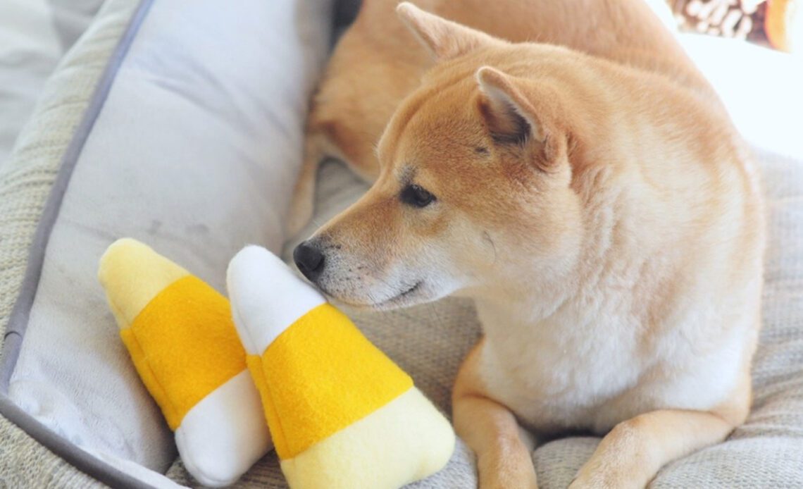 Bitgo Reveals Wrapped Dogecoin Token Built on Ethereum – Altcoins Bitcoin News