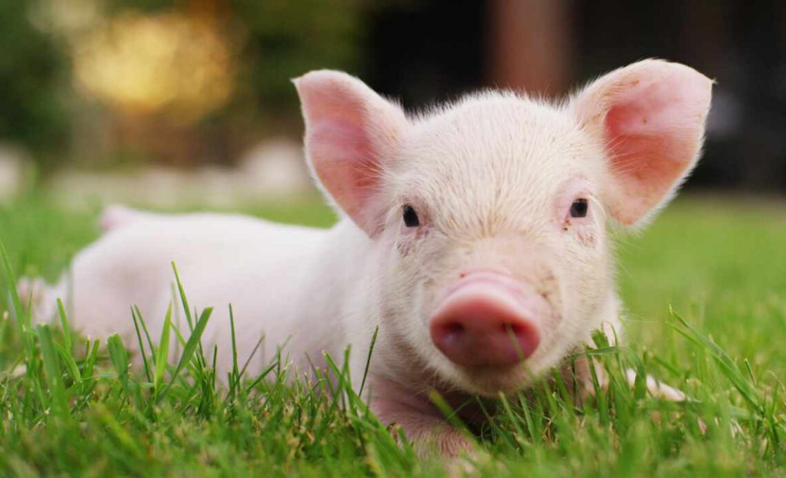 FBI Renews Warning About Pig Butchering Crypto Scam Sweeping the Country – Featured Bitcoin News
