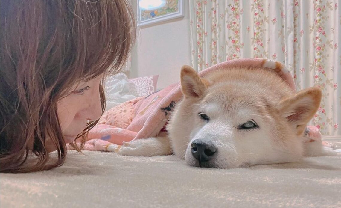 The real-life dog behind memecoin DOGE is seriously ill