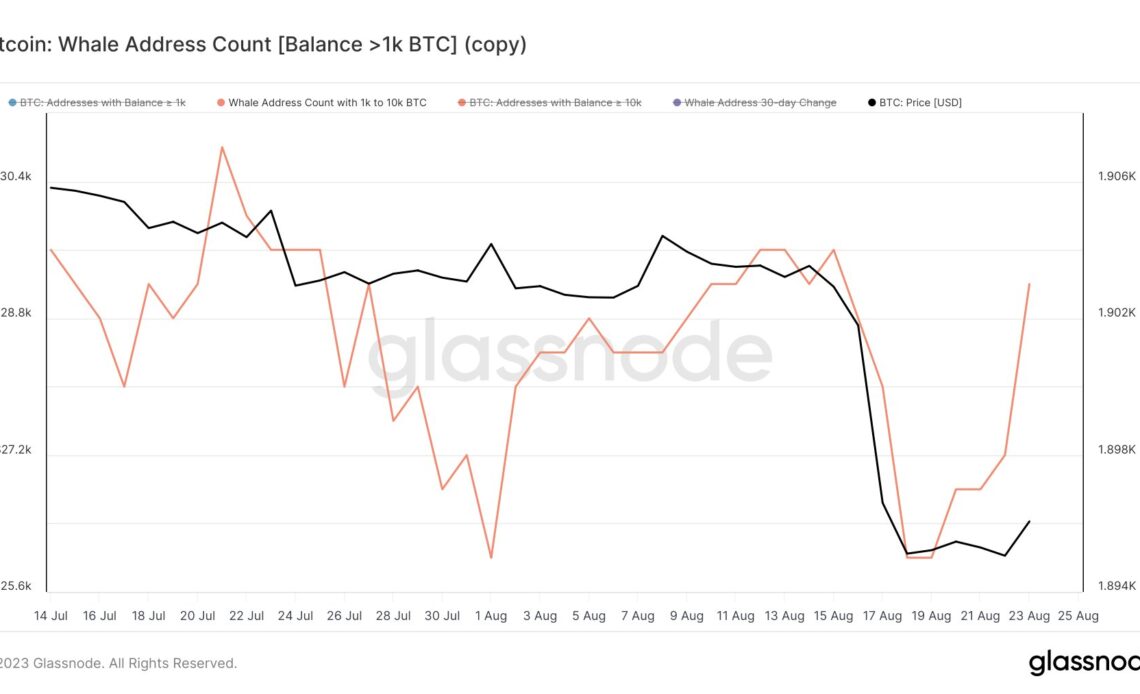 Bitcoin Whale Address Count