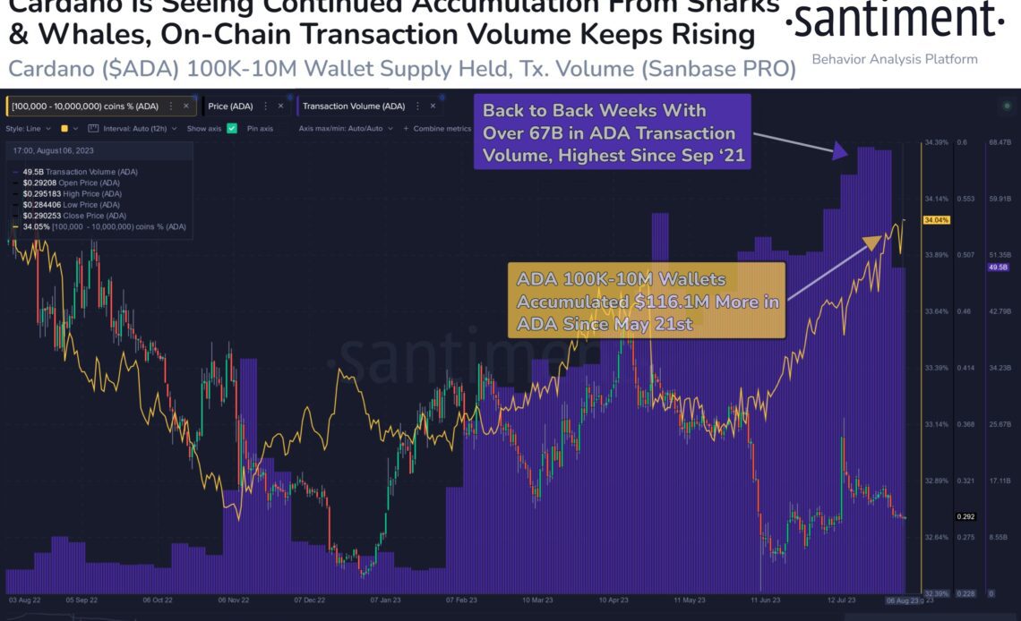 Cardano (ADA) Sharks Accumulate to Highest Level Since September 2022, Says Analytics Firm Santiment