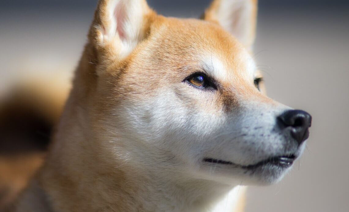 Shiba Inu (SHIB)