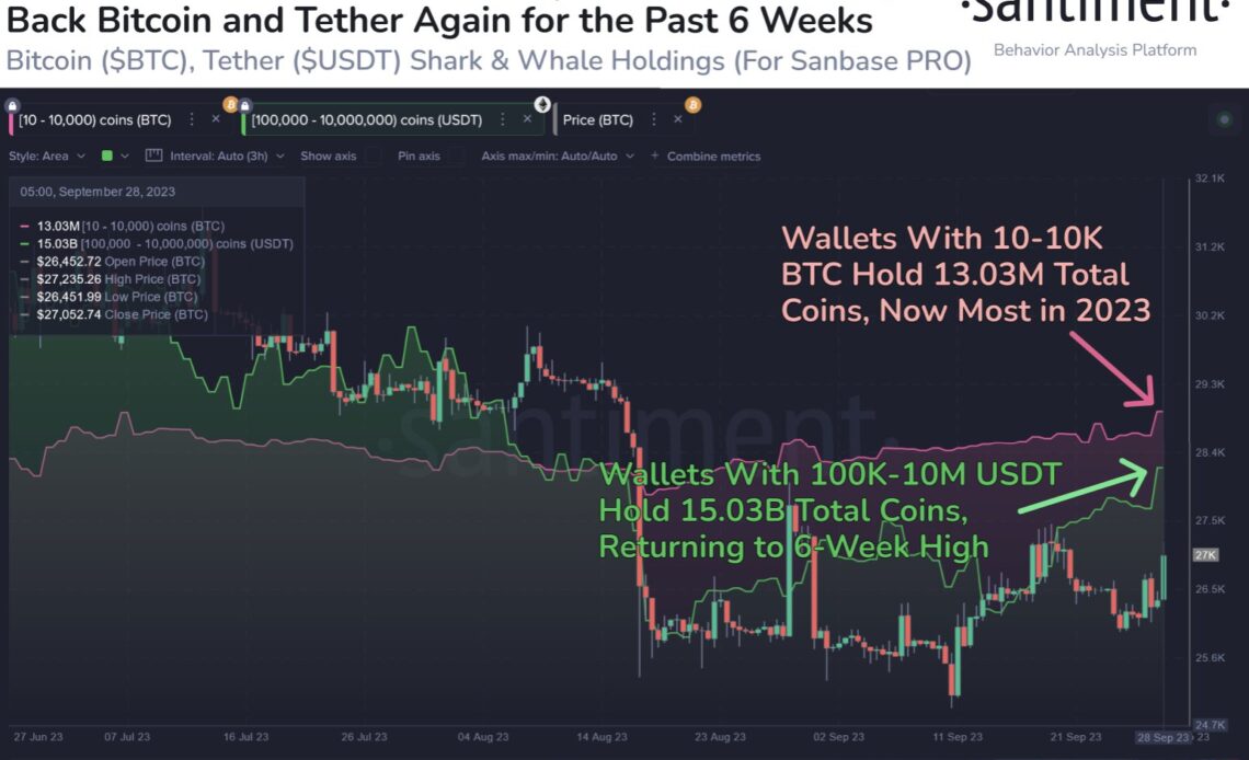 Bitcoin & Tether Sharks & Whales