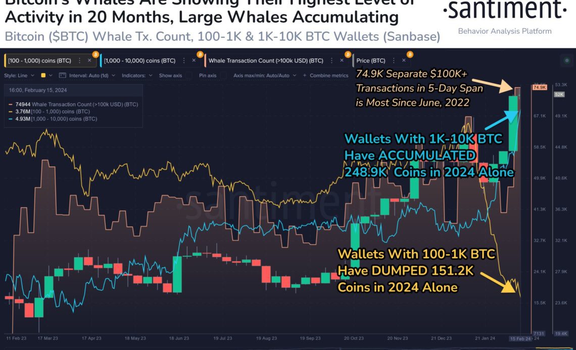 Largest Bitcoin Whales Gobble Up Nearly $13,000,000,000 Worth of BTC in 2024 Alone: Santiment