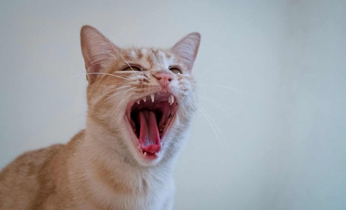 Cat-Themed Memecoins Soar 16.1% After Roaring Kitty’s Return