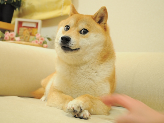 RIP, Kabosu – Shiba Inu Who Inspired the Dogecoin (DOGE) Memecoin Movement Passes Away at 18