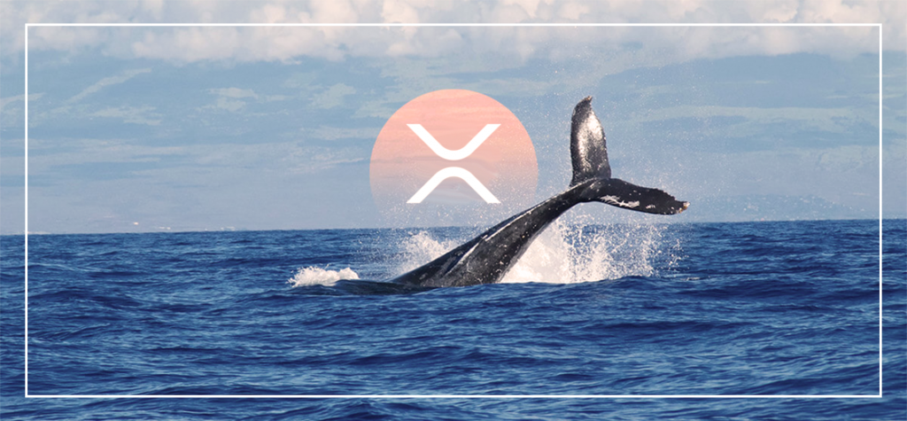 XRP Whales on a Buying Spree